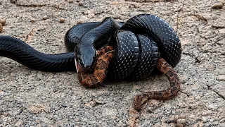 Documentário Com a Muçurana a Predadora de Serpentes | Muçurana vs Jararaca