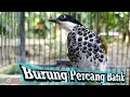 Lagu Burung Cucak Bersisik Gacor | Percang Batik