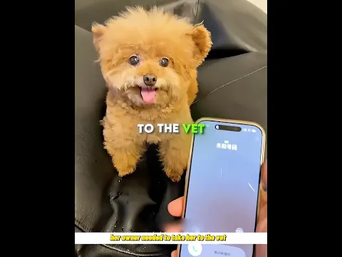 This Naughty doggy Surprise his Owner😾 #shorts