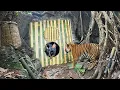 Download Lagu Tran Cong was scared and gave up the idea of ​​finding a way home and quickly built a safe shelter