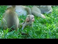 Baby Monkeys Learning From Their Moms Love Monkey