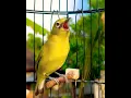 Download Lagu Kecial kuning power ++🔥🔥🔥#kecialkuning #burung #shorts #pleci