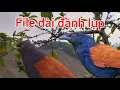 Download Lagu Bìm bịp mồi