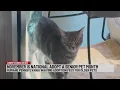 Humane Pennsylvania waiving adoption fees to bring home a senior pet