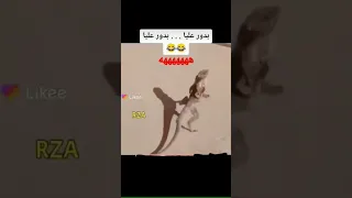 يدور على بيدور علي هههههههه دندنها