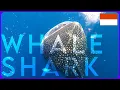 We went freediving with Whale Sharks in Gorontalo 😱