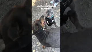 Violets tough lil bud “ Larry “ lol ! #fyp #dream #doberman #vlog