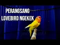 Lagu Pancingan Lovebird Fighter Ngekek Panjang