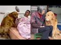 Download Lagu 好狗是人类唯一一种忠诚的伙伴 ❤️#聪明旺豆豆 #goldenretriever