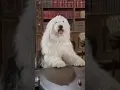 Download Lagu The Shaggy DA #dogsofinstagram #sheepdog #funnyvideo