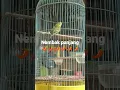 Download Lagu parkit gacor nembak panjang