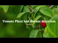 Revolutionizing Agriculture with AI Detecting Tomato Leaf Diseases with Machine Learning