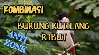 suara pikat kutilang ribut paling ampuh
