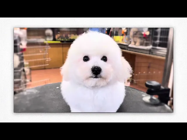 動画