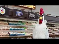 We cut prices on chicken