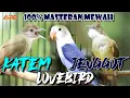 Download Lagu MASTERAN CUCAK JENGGOT - LOVEBIRD - KAPAS TEMBAK