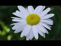 Relaxing Daisy Flowers with Soft Piano Music | 2 Hours of Calm for Stress Relief & Focus