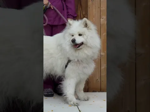 The Most INSANE Dog Grooming Transformation 😱
