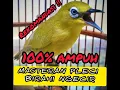 Download Lagu MASTERAN PLECI NGECIR BIRAHI JERNIH 👍