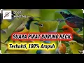 Download Lagu SUARA PIKAT BURUNG KECIL. SUARA BURUNG KECIL RIBUT
