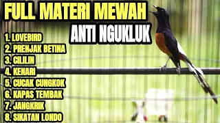 murai batu gacor isian komplit ampuh untuk pancingan bunyi