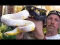 TOTALLY SECRET Colubrid Snake Breeding Projects