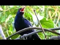 Download Lagu Koyal calls, asian koel bird singing sound, cuckoo bird singing song sound, 4k ultra hd