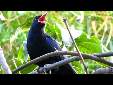 Download MP3 koyal ki awaz, asian koel bird singing sound, cuckoo bird singing song sound, 4k ultra hd