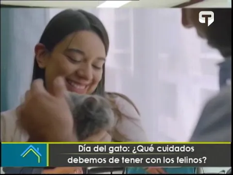 Día del gato ¿Qué cuidados debemos de tener con los felinos?