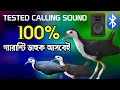 Download Lagu dahuk pakhir dak | suara ruak ruak | waterhen sound | ডাহুক পাখির ডাক  | Ruak ruak bird call 2025