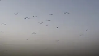 فؤاد غازي ياطير 