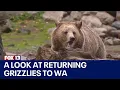 A look at the possible reintroduction of grizzly bears to Washington FOX 13 Seattle