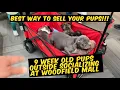 Best Way to Sell Your Exotic Bullies in 2024 A DAY AT WOODFIELD MALL WITH THE PUPS