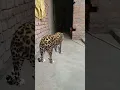 Download Lagu Chita into house 🏡#shortsfeed #viral #youtubeshorts #chita #tiger #dangerous