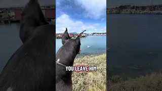 🐾💜#fyp #dream #youtube #pets #doberman