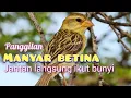 Download Lagu Manyar betina