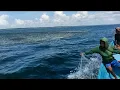 Download Lagu Seketika Ribuan ikan Membuat pusaran air Mendidih‼️