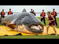Lagu Heroic Rescue Team Saves Mother Swan from the Giant Catfish’s Deadly Jaws 🦢🐟