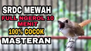 Download AWAS TEMBAKAN burung SRDC gacor ini 100% COCOk untuk memikat sikatan rimba dada coklat anda NYAUT MP3