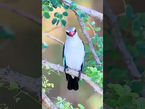 masteran burung gacor kicau mania birds chirping hiburan warga+62 funny videos