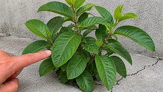 APENAS 1 FOLHA DESSA PLANTA VALE UMA MINA DE OURO!!!