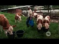 Raising and Breeding Montbeliarde