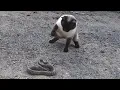 Download Lagu Siamese Cat Snake Fight || 샴 고양이와 뱀 싸움