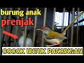 Download Lagu Suara anakan prenjak  cocok untuk pancing masih anakan