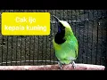 Download Lagu pancingan cucak ijo medan kepala kuning