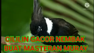 masteran cililin nembak tanpa putus 