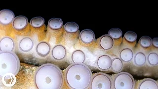 If Your Hands Could Smell You d Be an Octopus Deep Look