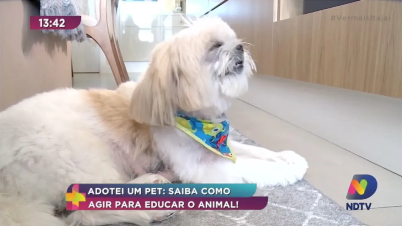 Adotei um Pet: Saiba como agir para educar o animal
