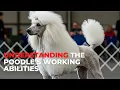 Watch These Amazing Standard Poodles Dominate The Show Ring