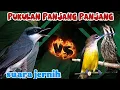 Lagu Ini beda materi panjang panjang dan jernih  | jinjing petulak, pijantung dan pelatuk beras